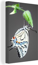 Canvas Schilderij Koninginnepage vlinder op een bloemknop - 20x30 cm - Wanddecoratie