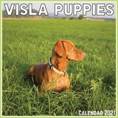Visla Puppies Calendar 2021