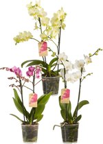 FloriaFor  - Phalaenopsis Multiflora Gemengd - 3 Stuks - Fair Flora Keurmerk: Eerlijke En Duurzame Geteeld - Orchidee - Geeft Sfeer En Kleur - ↨ 50cm - ⌀ 12cm