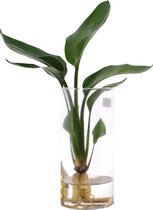 Strelitzia Reginae - Cylinderglas - Hydroponie - Eyecatcher Voor In Je Huis - ↨ 40cm - ⌀ 18cm - [Mama's Planten]