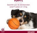 Een vrolijke puppy ligt op een oranje bal. Advantix is geschikt voor puppy's vanaf 7 weken en 1,5 kg.