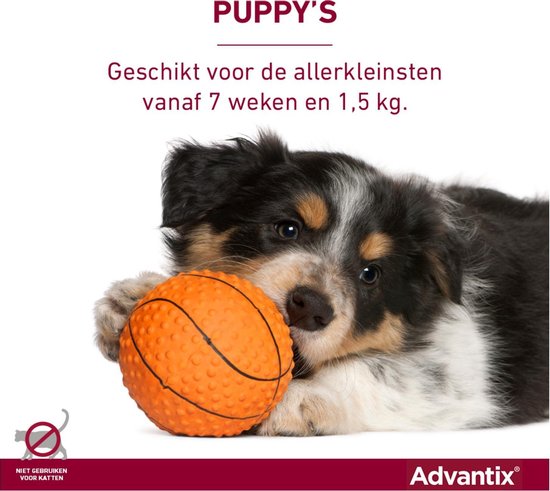 Een vrolijke puppy ligt op een oranje bal. Advantix is geschikt voor puppy's vanaf 7 weken en 1,5 kg.