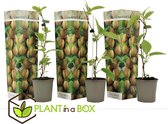 Plant in a Box – Kiwi Actinidia 'Jenny' - Set van 3 Kiwi planten - Pot ⌀ 9cm - Hoogte ↕ 25-40cm