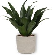 Kamerplant Dracaena Compacta - ± 20cm hoog – 12cm diameter - in grijze sierzak