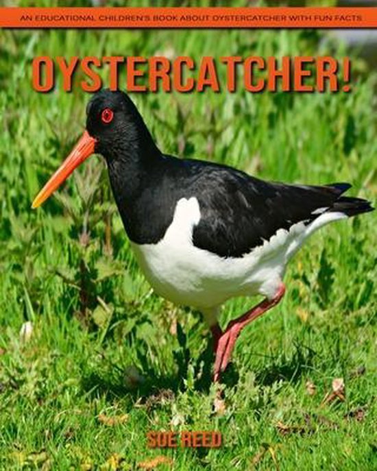 Oystercatcher! An Educational Children's Book about Oystercatcher with