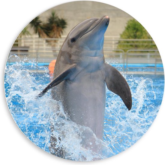 Forex Wandcirkel - Springende Dolfijn in het Water - 80x80cm Foto op Wandcirkel (met ophangsysteem)