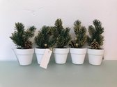 Kunstplanten - vijf stuks - 18 cm hoog - wit