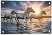 Tuinposter – Witte Paarden in het Water - 60x40cm Foto op Tuinposter  (wanddecoratie voor buiten en binnen)