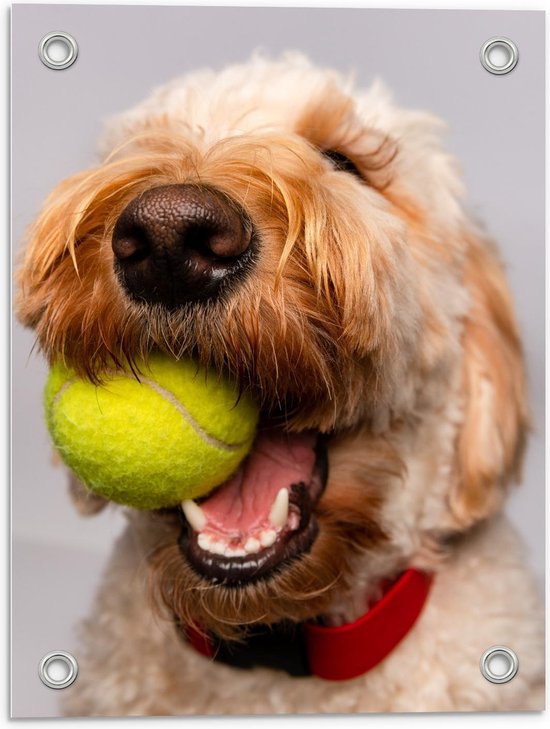 Tuinposter – Blonde Labradoodle Hond met Tennisballetje - 30x40cm Foto op Tuinposter  (wanddecoratie voor buiten en binnen)