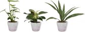 Set van 3 Kamerplanten - Philodendron White Wave & Monstera Deliciosa & Dracaeana Warnecki - ±  30cm hoog - 12cm diameter - in betonnen lila pot