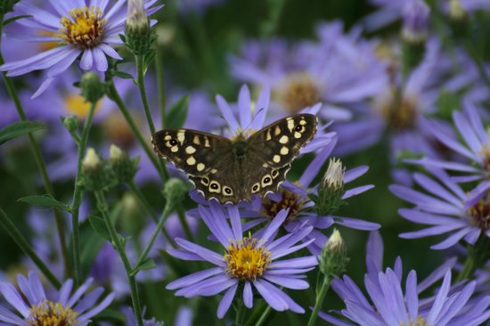 Aster ageratoides asran deals