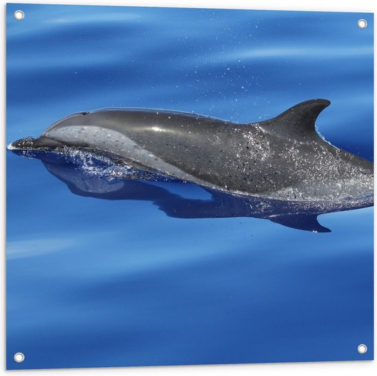 Tuinposter – Kleine Dolfijn aan het Zwemmen - 80x80cm Foto op Tuinposter  (wanddecoratie voor buiten en binnen)