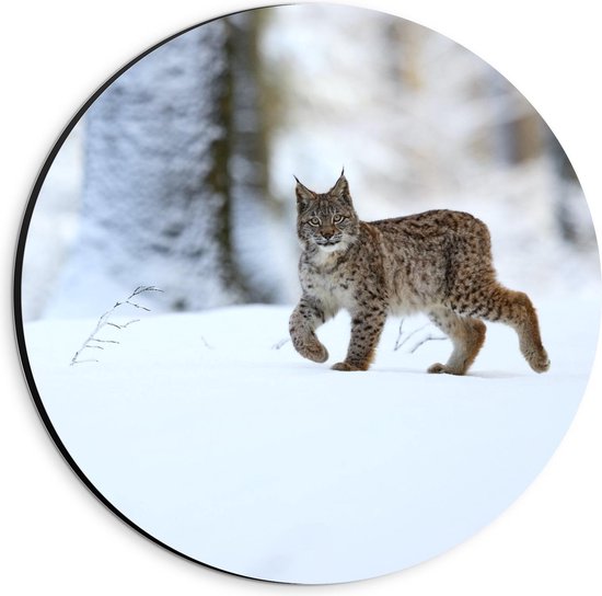 Dibond Wandcirkel - Rode Lynx in de Witte Sneeuw - 20x20cm Foto op Aluminium Wandcirkel (met ophangsysteem)