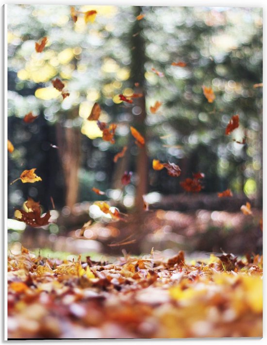 Forex - Zwevende Herfstbladeren in Bos - 30x40cm Foto op Forex