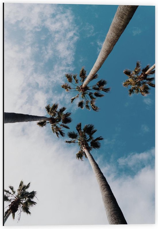 Dibond - Hoge Palmbomen in de Lucht - 40x60cm Foto op Aluminium (Met Ophangsysteem)