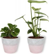 Set van 2 Kamerplanten - Monstera Deliciosa & Peperomia Green Gold - ±  30cm hoog - 12cm diameter - in betonnen roze pot