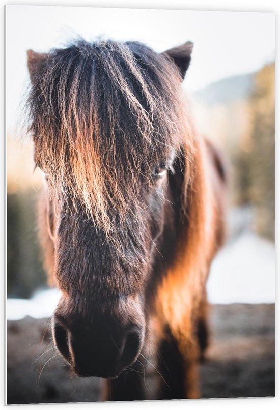 Forex - Bruine Aankijkende Pony - 60x90cm Foto op Forex