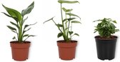 Set van 3 Kamerplanten - Coffea Arabica & Monstera Deliciosa & Strelitzia Reginae - ±  30cm hoog - 12cm diameter