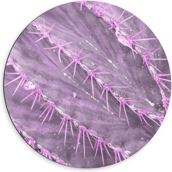 Dibond Wandcirkel - Paarse Cactus - 60x60cm Foto op Aluminium Wandcirkel (met ophangsysteem)