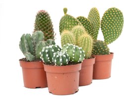 Ikhebeencactus Interieur set (10,5 cm) 5st Cactus
