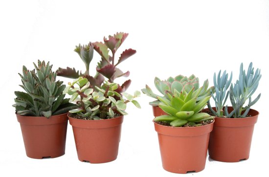 Ikhebeencactus Interieur set (8,5 cm) 6st Vetplant
