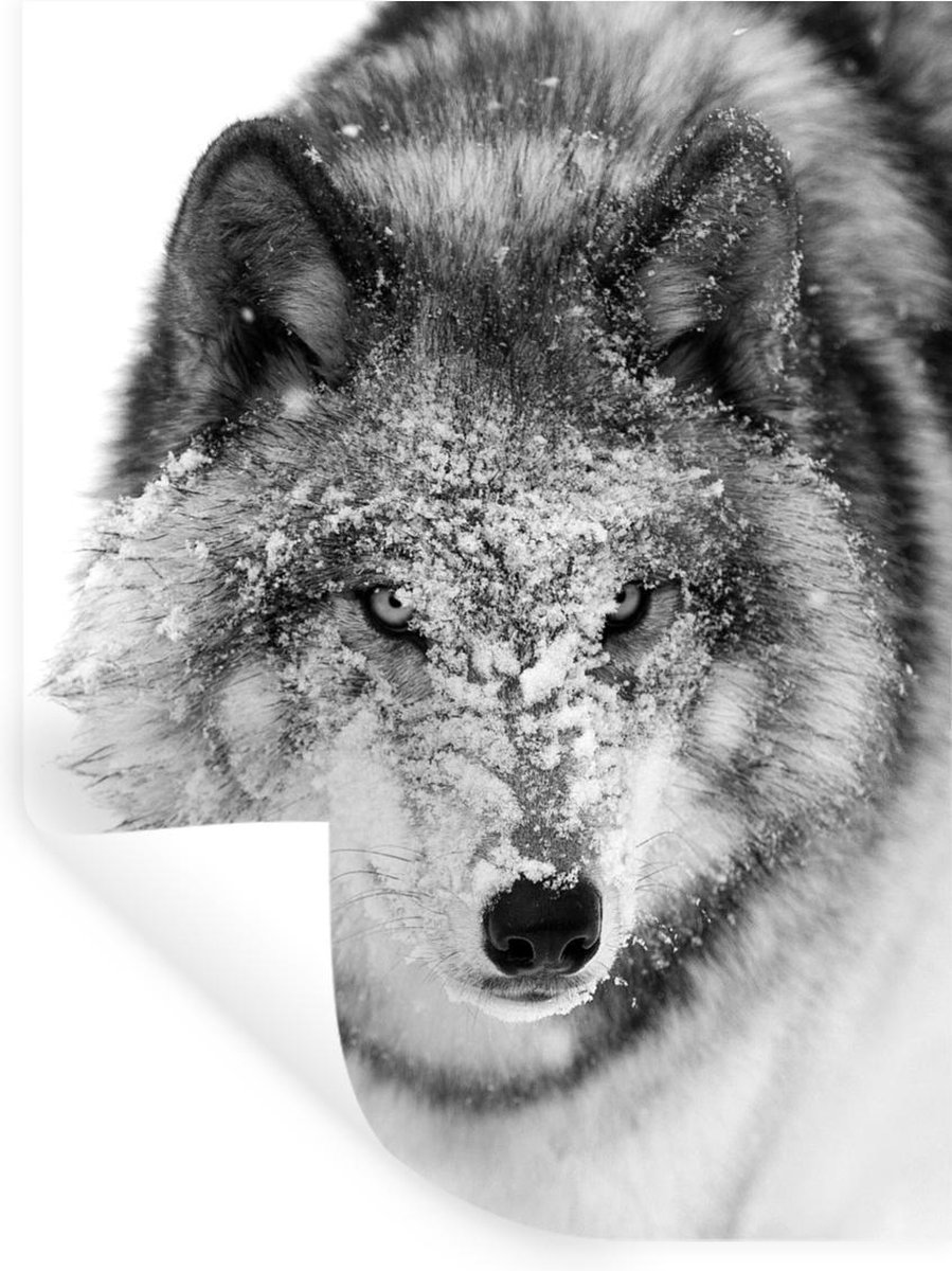Muurstickers Wolf met besneeuwde kop in zwartwit 120x160 cm Plakfolie XXL