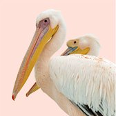 Schilderij Pink Pelican, 74 x 74  cm