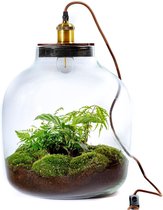 HebeXL ↑45cm - ecosysteem botanic met lamp