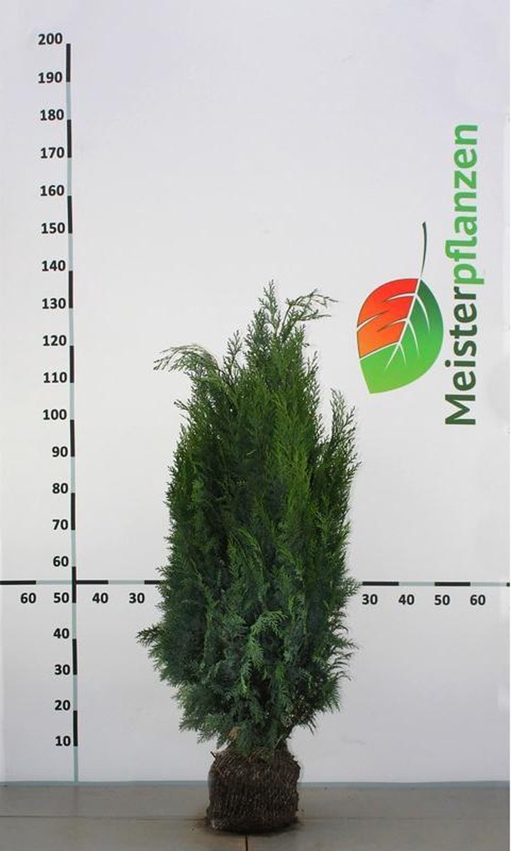 Blauwe Californische Cypres Chamaecyparis Columnaris 80-100 cm, 5x Haagplant