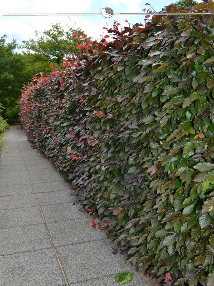 Rode Beuk Fagus sylvatica Atropunicea 100-125 cm Blote wortel, 50x Haagplant