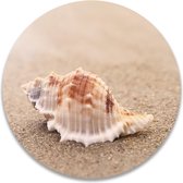 Wandcirkel Schelp op het strand