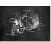 Anatomy Poster Head Black - 20x25cm Canvas - Multi-color