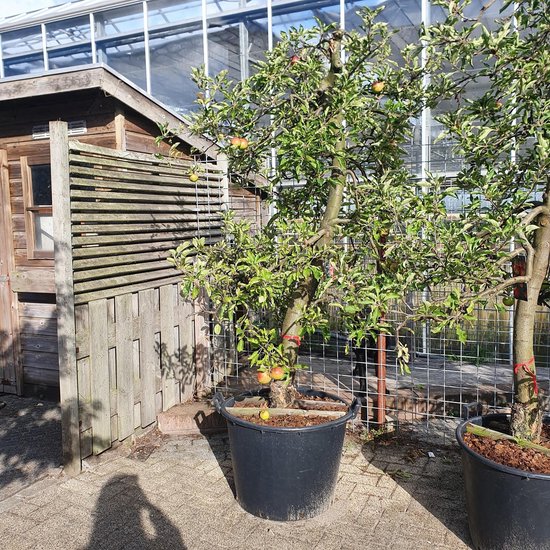 Oude appelboom - Elstar incl planten | bol.com