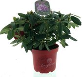 Rhododendron (T) Inkarho ® 'Cataw. Grandiflorum'