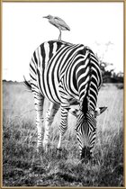 JUNIQE - Poster met kunststof lijst Zebra and Friend -13x18 /Wit &