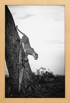 JUNIQE - Poster in houten lijst Pouncing Leopard -60x90 /Wit & Zwart