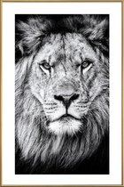 JUNIQE - Poster met kunststof lijst Leeuwenfoto -60x90 /Wit & Zwart