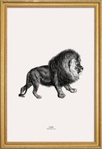 JUNIQE - Poster met houten lijst Lion -30x45 /Grijs & Ivoor
