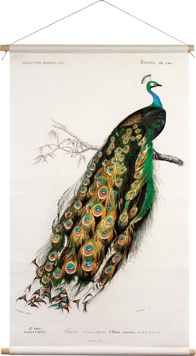 Wanddoek Pauw Charles D'Orbigny 65x45cm - textiel poster met leren koord