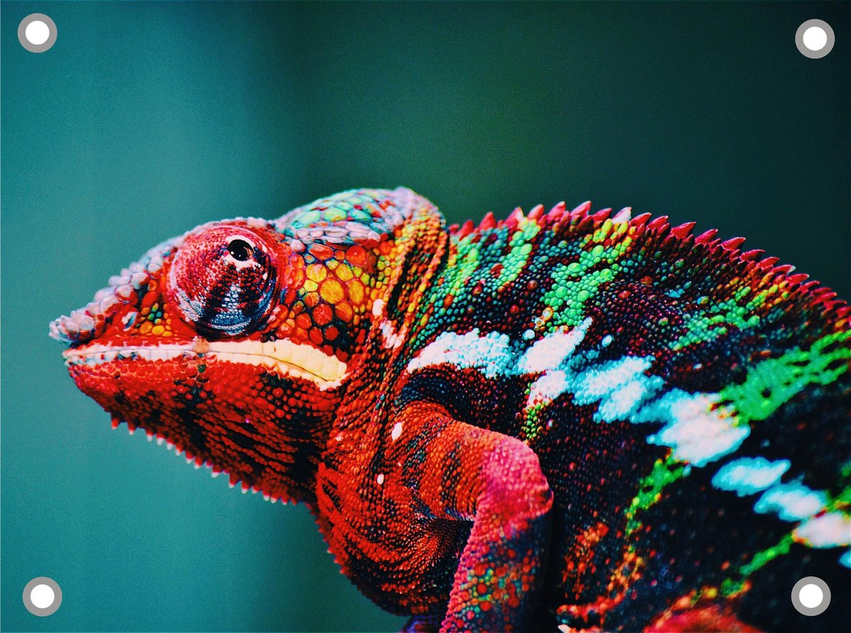 Kameleon bond tuinposter los doek 110x80 cm - Tuindoek / Schilderij voor buiten / Tuindecoratie