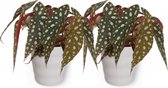 2x Kamerplant Begonia Maculata – Stippenbegonia - ± 20cm hoogte – 12 cm diameter - in witte pot