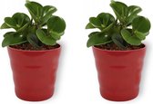 2x Kamerplant Peperomia Green Gold- Vetplant - ± 25cm hoog - 12cm diameter - in rode pot