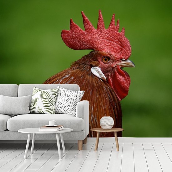 Papier peint photo vinyle - Mohawk rouge d'un coq dans la nature largeur 375 cm x hauteur 300 cm - Tirage photo sur papier peint (disponible en 7 tailles)