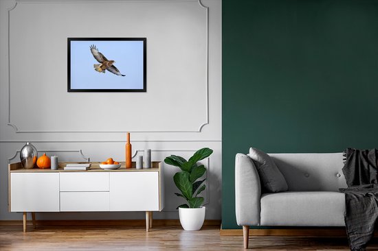 Foto in lijst - Buizerd tijdens de vlucht in Duitsland fotolijst zwart 60x40 cm - Poster in lijst (Wanddecoratie woonkamer / slaapkamer)
