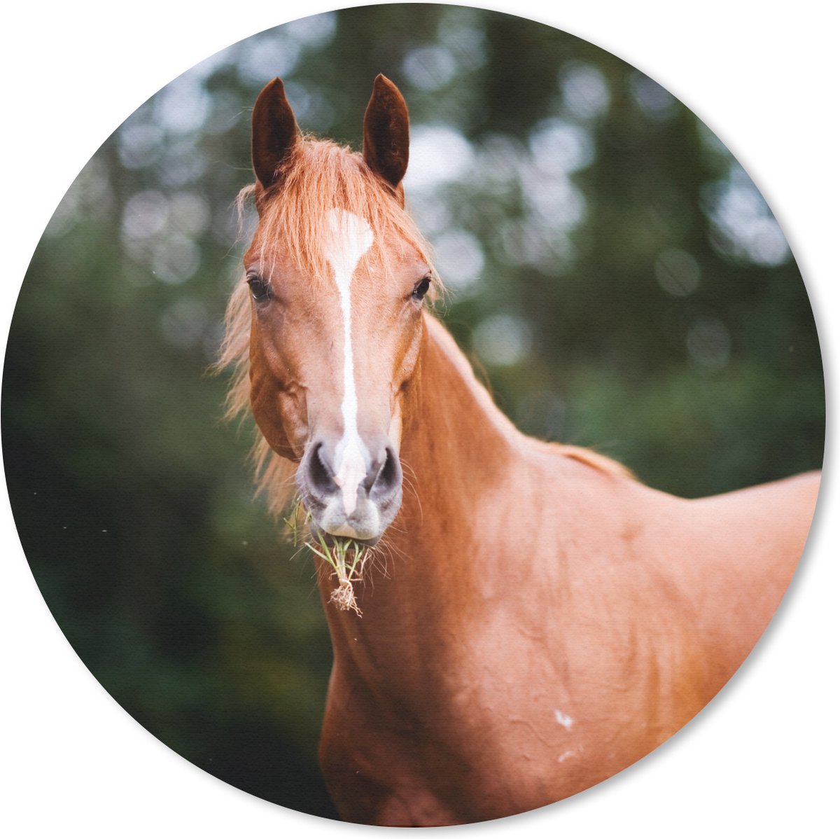 Muismat rond 30x30 cm - Mousepad Paard - Licht - Gras - Ronde muismatten
