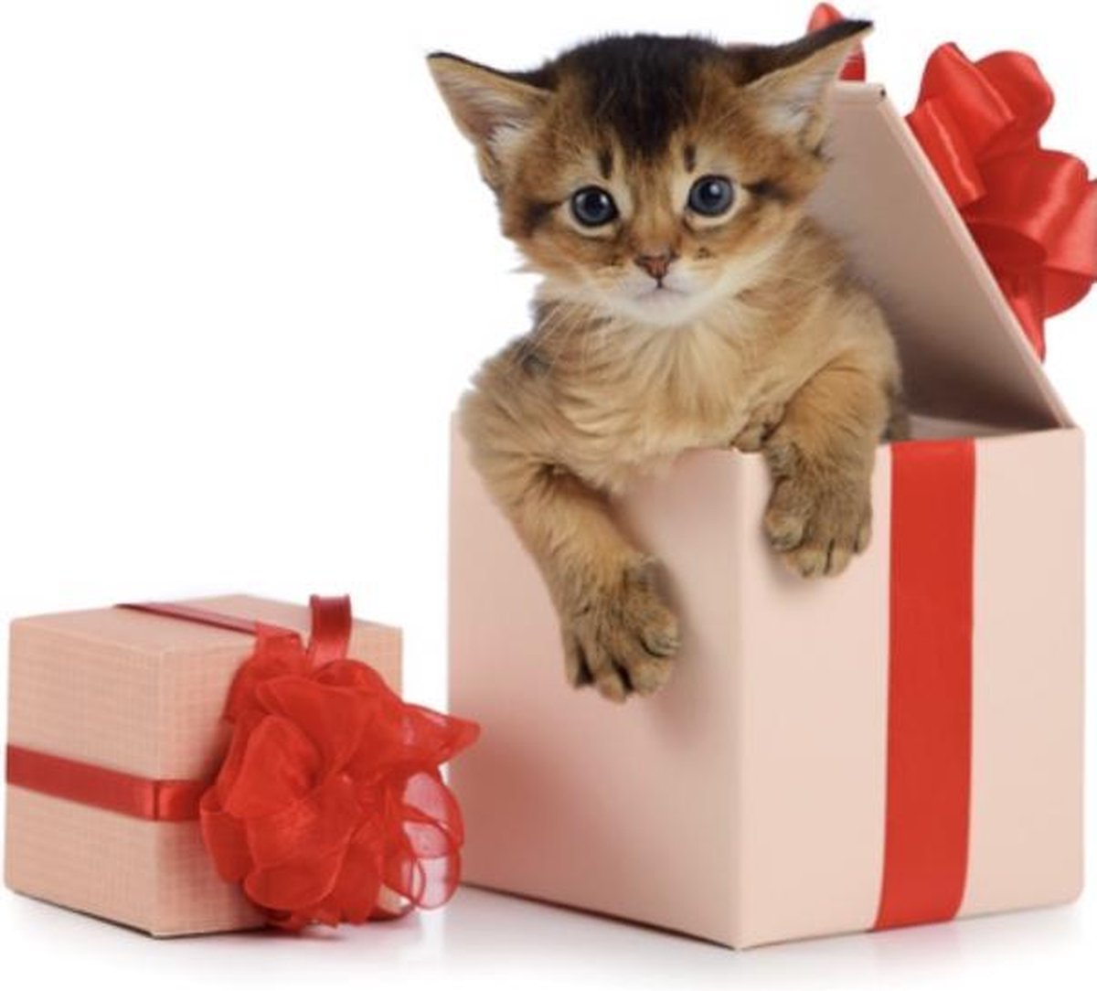 Verrassingspakket Katten van Versteeg - Surprise Box - Kat -  Kattenspeelgoedset -... | bol.com
