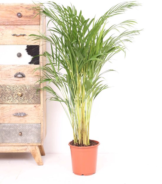 Kwekerij VDA Plant - Areca Palm, Goudpalm, Palm - 120cm hoog, ø21cm potmaat - Grote Kamerplant ,Tropische Palm - Vers van de Kwekerij, Luchtzuiverend