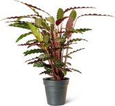 Pauwenplant (Calathea Rufibarba) Kamerplant - Medium - Hoogte 60cm - Potmaat 19cm - Plantery