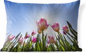 Buitenkussens - Tuin - Roze tulpen steken af tegen de blauwe lucht - 60x40 cm