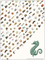 Poster: Art Forms of Nature (Zeepaardje), Ernst Haeckel, Teylers Museum